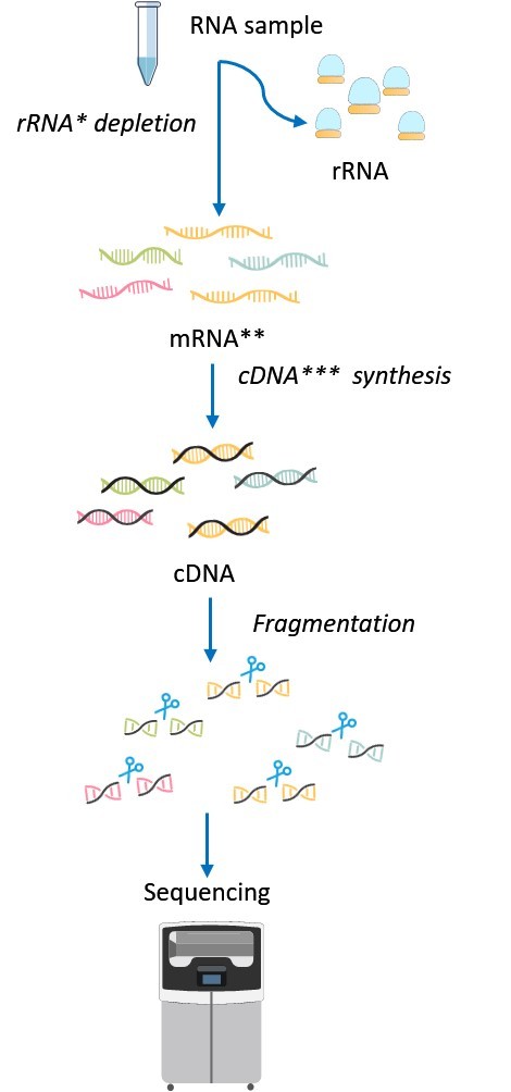 Overview of the metatranscriptomics workflow.