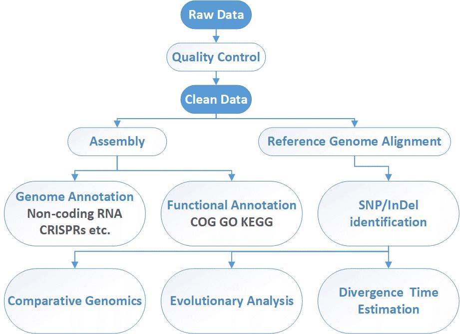 The Data Analysis Pipeline of Microbial Whole Genome Sequencing.