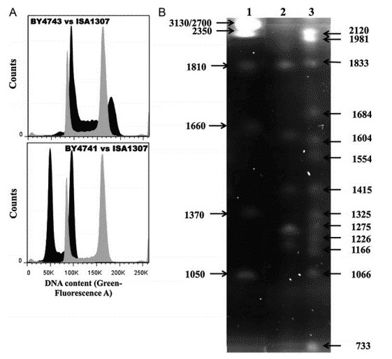 Figure 1. Estimation of genome size and karyotyping of the ISA1307 strain. (A) Histogram depicting representative cell analysis. (B) Karyotype comparison between the reference strain Z. bailii ATCC58445 (lane 2) and the ISA1307 strain (lane 1). (Mira et al., 2014)
