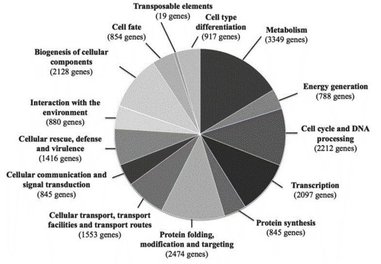 Figure 2. Functional gene classes predicted to be encoded by the genome of the ISA1307 strain. (Mira et al., 2014)