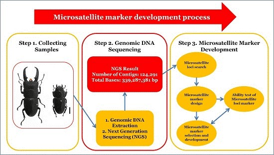 Workflow Diagram of Microsatellite Development.