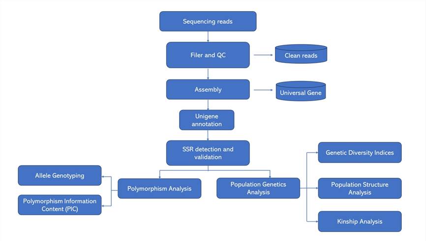 The Data Analysis Pipeline of Microsatellite Development.