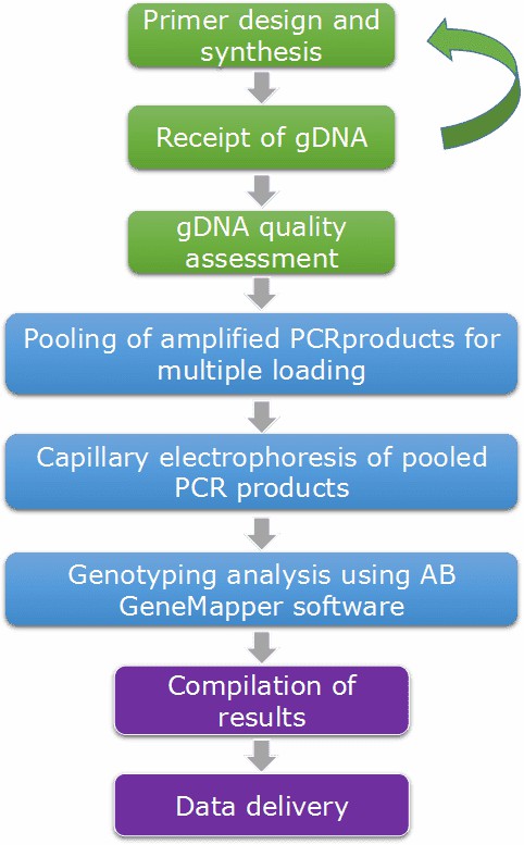 Workflow Diagram of Microsatellite Genotyping.
