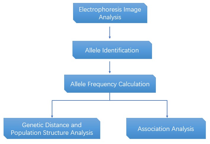 The Data Analysis Pipeline of Microsatellite Genotyping.