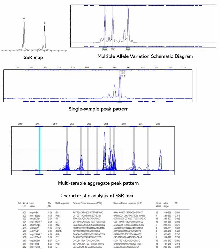 The Microsatellite Genotyping Results Display Figure.