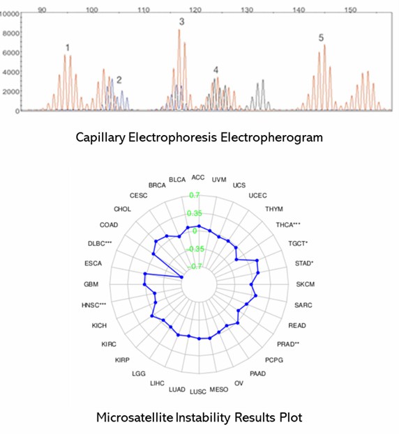 The Microsatellite Instability Analysis Results Display Figure.