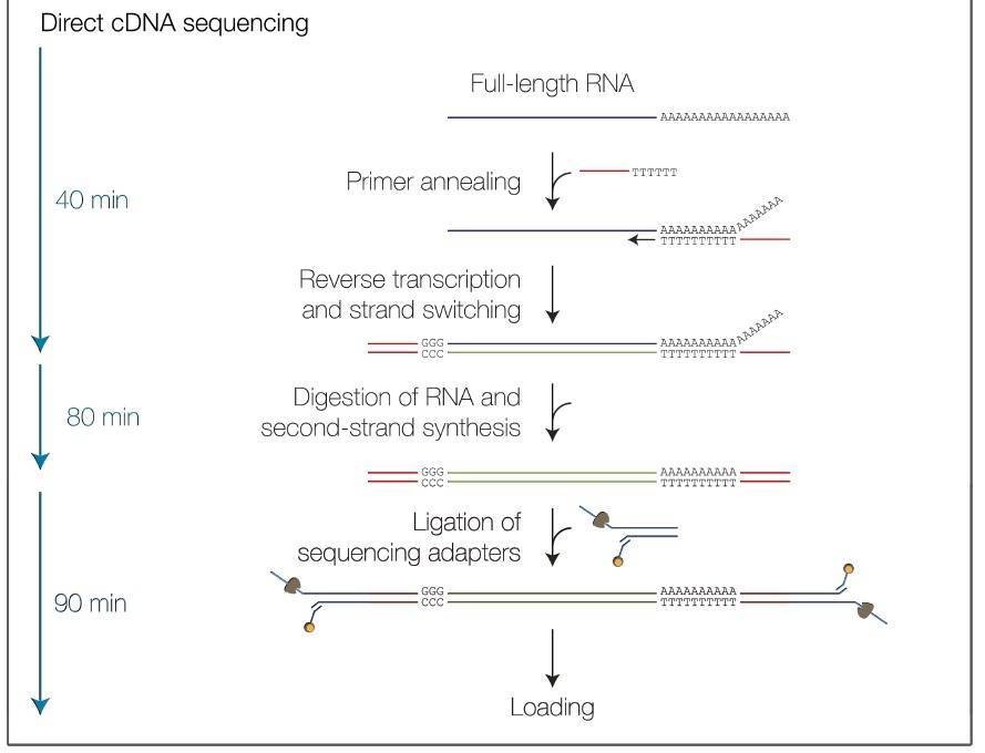 Workflow Diagram of Nanopore Full-Length Transcripts Sequencing.