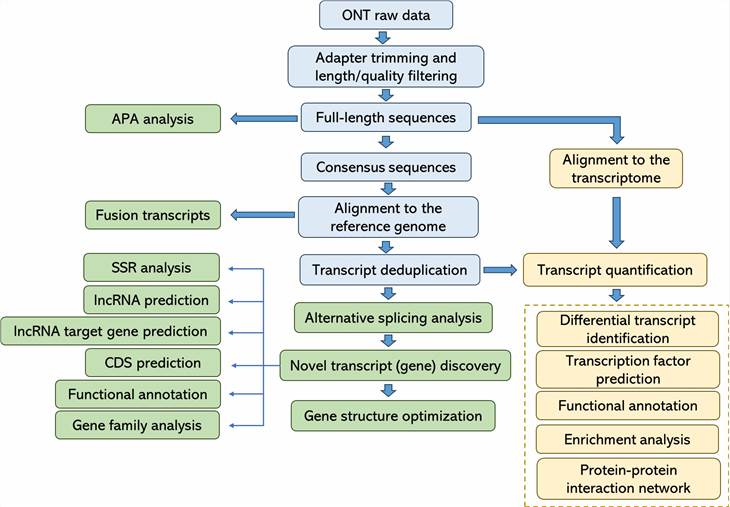 The Data Analysis Pipeline of Nanopore Full-Length Transcripts Sequencing.