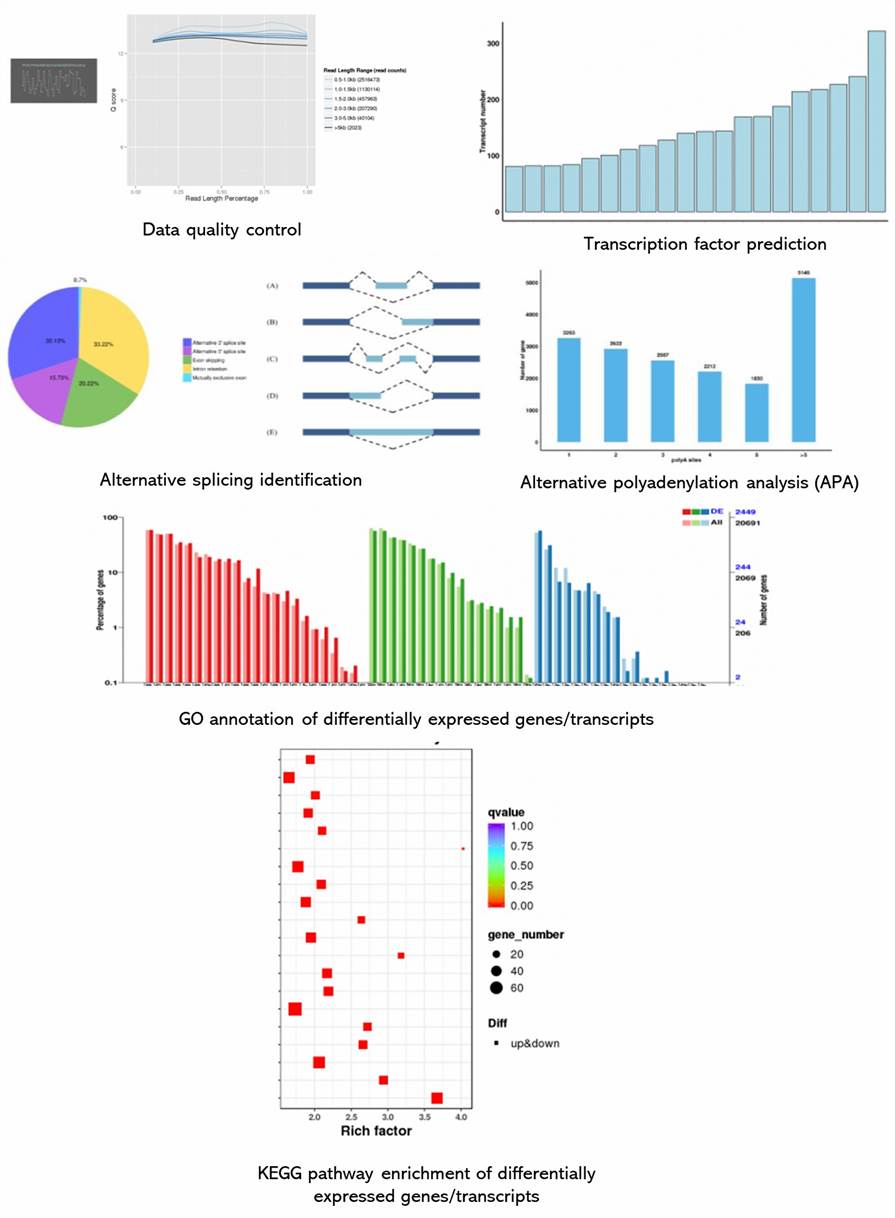 The Nanopore Full-Length Transcripts Sequencing Results Display Figure.