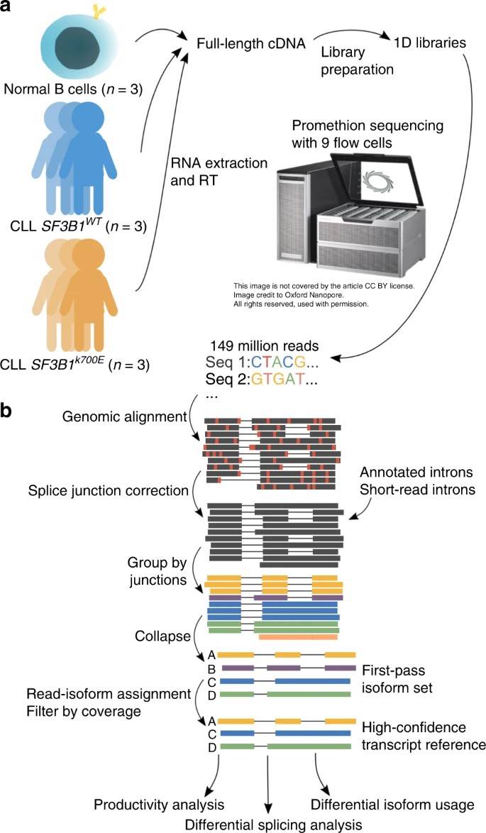 Fig. 1: Identification of full-length transcripts linked to SF3B1 mutation in chronic lymphocytic leukemia using long-read nanopore sequencing and FLAIR analysis. (Tang et al., 2020)