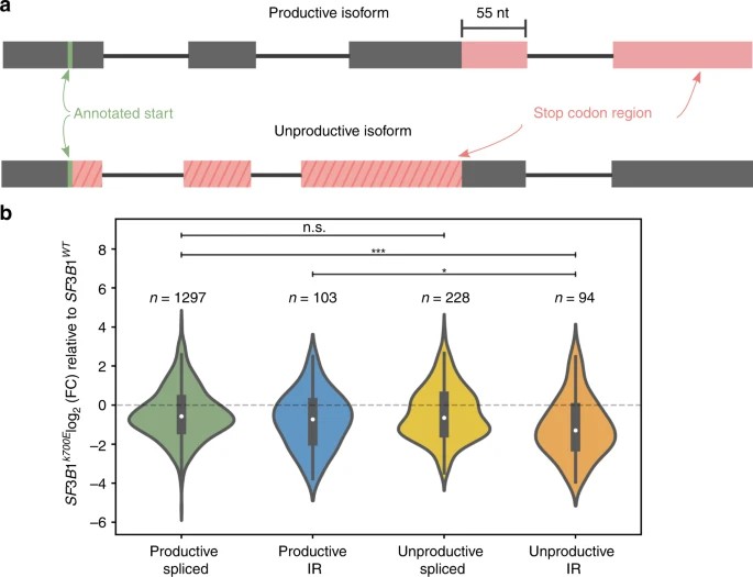 Fig. 3: Downregulation of unproductive, intron-retaining transcripts by mutant SF3B1. (Tang et al., 2020)