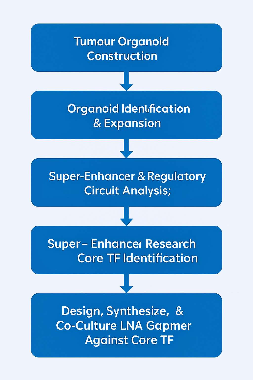 Flowchart showing precision oncology workflow using tumor organoids, including CUT&Tag profiling, super-enhancer analysis, LNA Gapmer design, and functional validation to identify novel therapeutic targets.