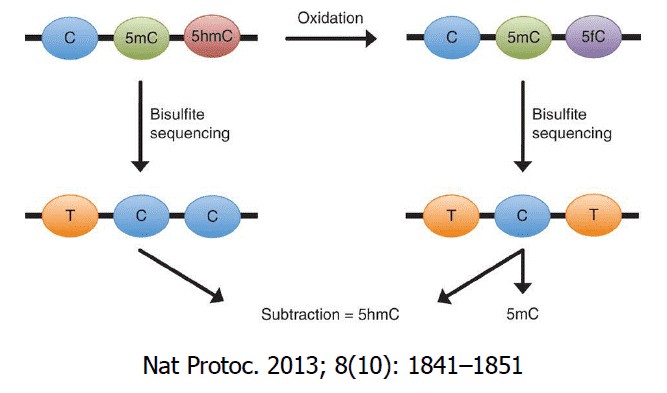 Figure 1. Illustration Depicting the Principle of oxBS-seq. (Booth et al., Oxidative bisulfite sequencing of 5-methylcytosine and 5-hydroxymethylcytosine, 2013)