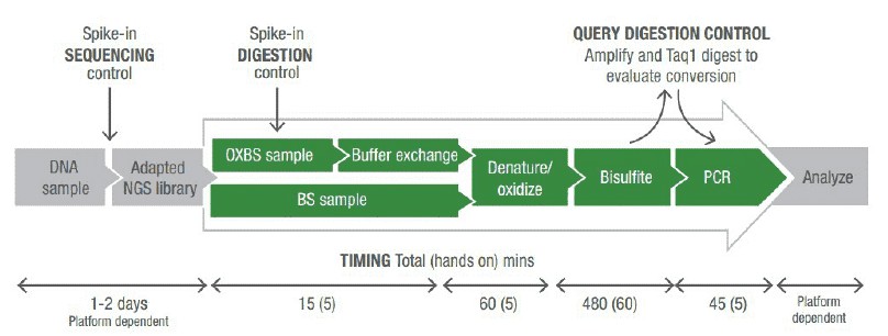 Workflow Diagram of oxBS-seq.