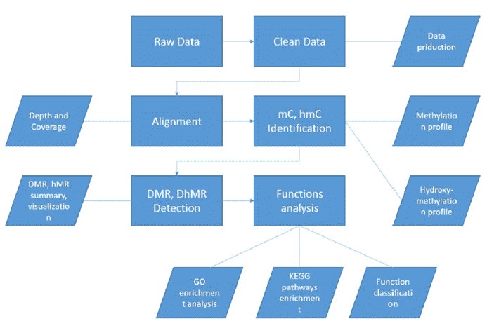 The Data Analysis Pipeline of oxBS-seq.