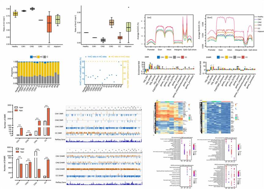 The oxBS-seq Results Display Figure. (Han et al., An epigenomic landscape of cervical intraepithelial neoplasia and cervical cancer using single‐base resolution methylome and hydroxymethylome, 2021)