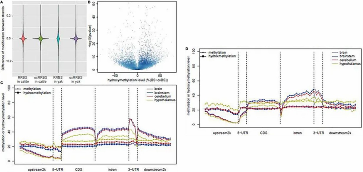 Fig 1. Comparison of Global DNA Methylation and Hydroxymethylation Levels Across Samples. (Chai et al., Genome-wide DNA methylation and hydroxymethylation changes revealed epigenetic regulation of neuromodulation and myelination in yak hypothalamus, 2021)