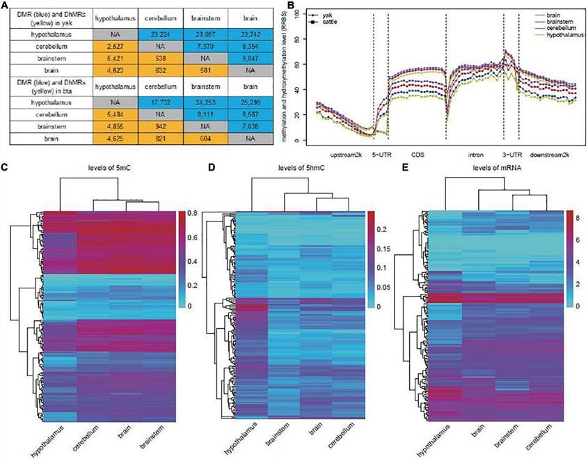 Fig 2. Detection of Differentially Methylated Regions (DMRs) and Differentially Hydroxymethylated Regions (DhMRs) in Yak and Cattle. (Chai et al., Genome-wide DNA methylation and hydroxymethylation changes revealed epigenetic regulation of neuromodulation and myelination in yak hypothalamus, 2021)