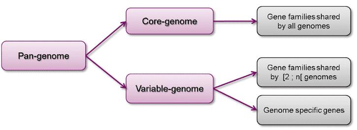 Figure 1. Overview of the Solanum section Petota pangenome composition.