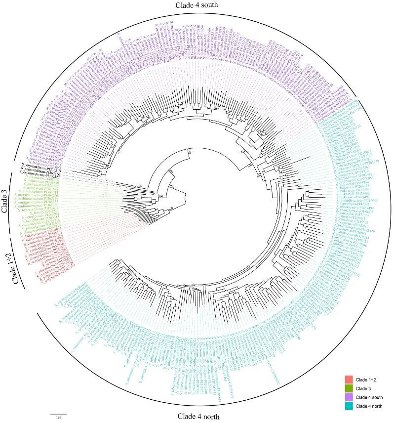 Fig 3. Maximum likelihood phylogenetic tree derived from PAV data for the Solanum section Petota pangenome. (Bozan et al., 2023)