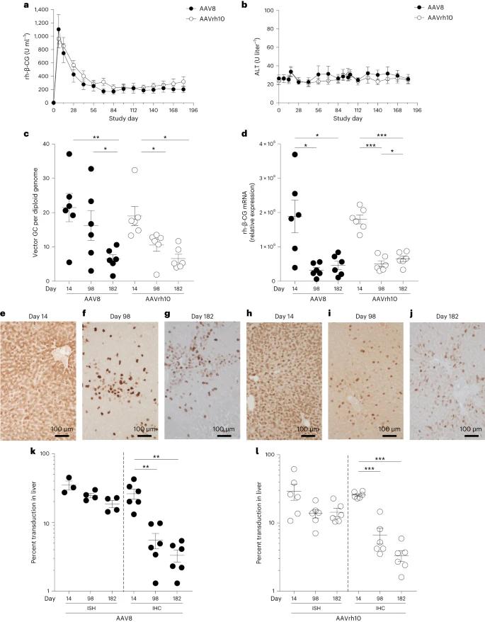 Fig. 1: Self-transgene levels show an initial peak followed by a decline to stable, lower levels after intravenous administration of AAV vectors to NHPs. (Greig et al., 2023)