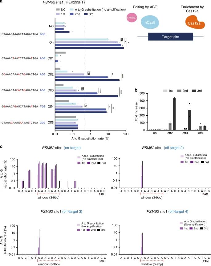 Fig. 2: Detection of single-base off-target mutations resulting from ABE. (Kang et al., 2020)