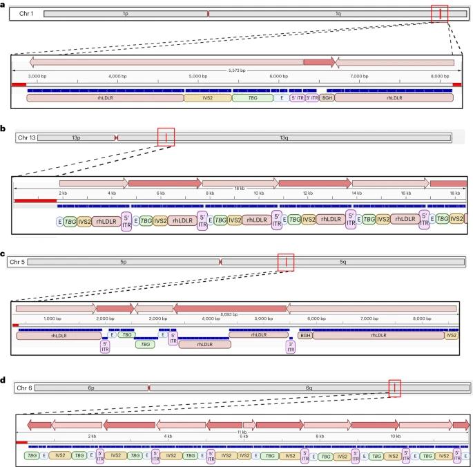 Fig. 3: Configuration of integrated vector DNA following intravenous administration of AAV vectors to NHPs. (Greig et al., 2023)