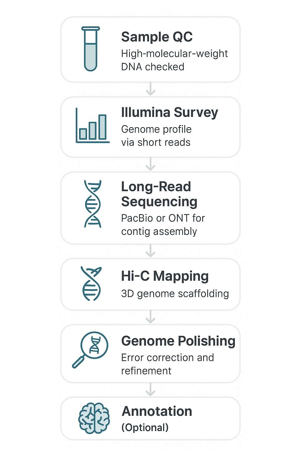 plant/animal genome sequencing workflow from sample QC to data delivery, on a white background.