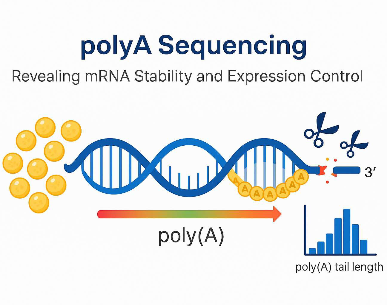 CD Genomics polyA Sequencing (TAIL-seq) Services