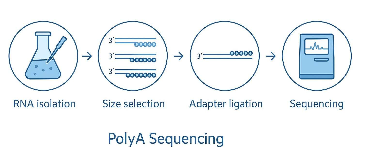 polyA Sequencing Workflow
