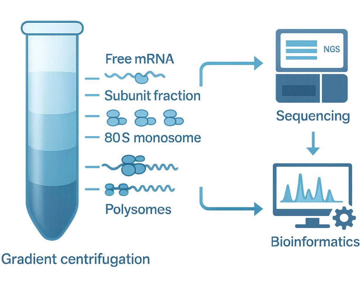 Polysome Sequencing solution by CD Genomics