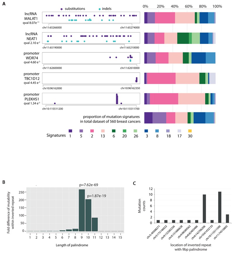 Fig 2. Investigation of non-coding regions in breast cancer genomes. (Nik-Zainal et al., 2016)