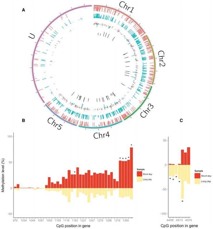Figure 2. Differential DNA methylation in Nasonia associated with photoperiod. (Pegoraro et al., 2016)