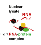 Fig 1. RNA-protein interaction complex.