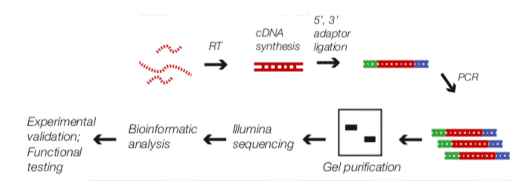 Fig 2. Workflow for RIP-Seq procedures.