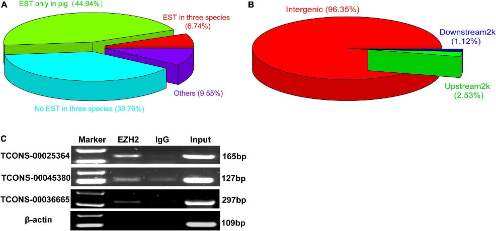 Figure 2. The verification of EZH2-binding novel lincRNAs.