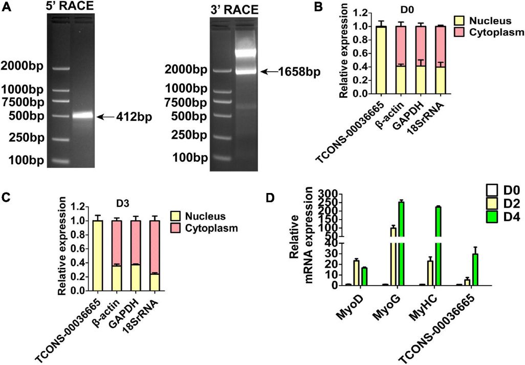 Figure 3. The molecular characterization of TCONS-00036665.