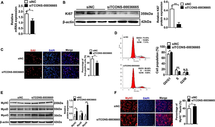 Figure 4. Knockdown of TCONS-00036665 inhibits PSC proliferation but promotes PSC differentiation.