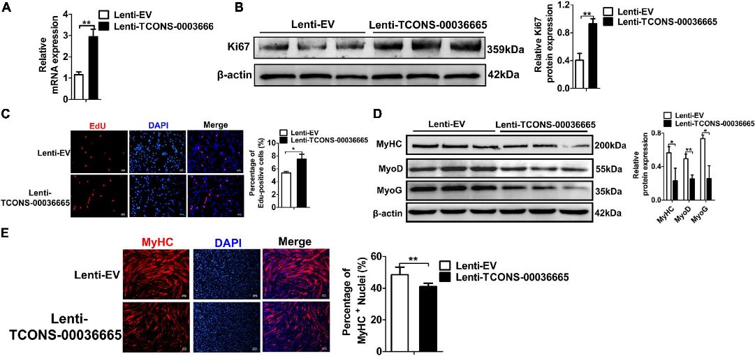 Figure 5. TCONS-00036665 overexpression promotes PSC proliferation but inhibits PSC differentiation.