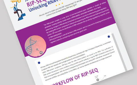 Einsteigerleitfaden zum Studium von RNA-Protein-Interaktionen mit RIP-Seq
