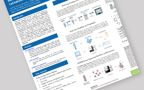 RNA-seq, ATAC-seq und CRISPR-Screening: Antrieb für die CAR-T-Zellforschung