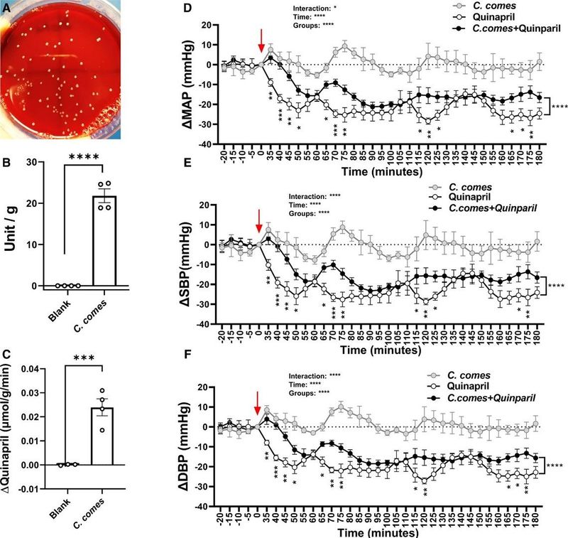 C. comes-mediated hydrolysis of ester ACE inhibitors.