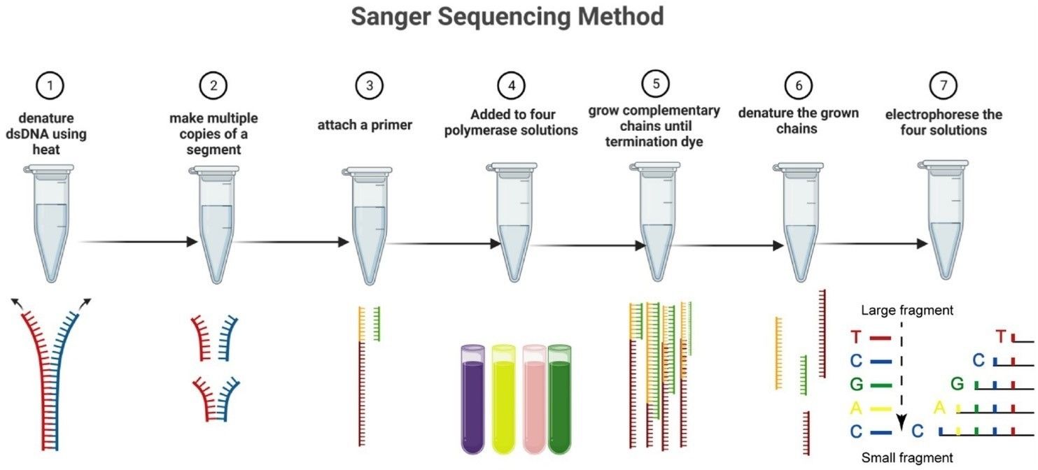 The seven steps of the Sanger sequencing process. (Nafea, Aljuboori M., et al. 2024)