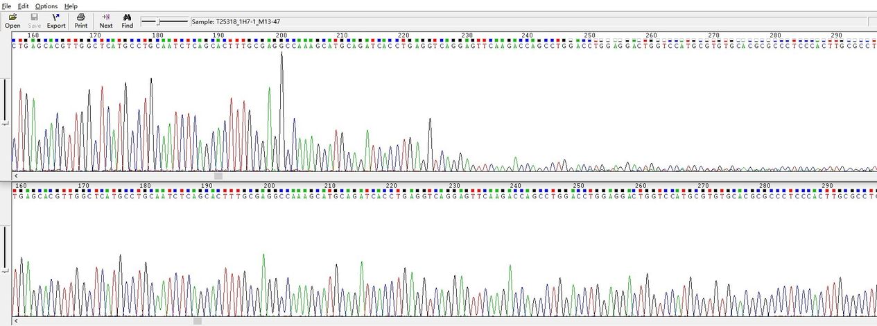 Sanger sequencing result of a 220bp hairpin structure.