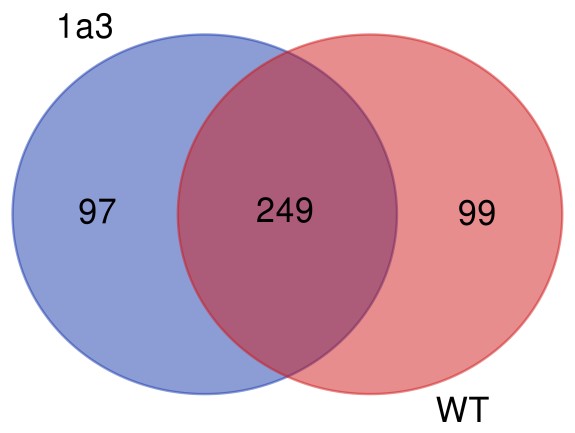 Number of shared InDels between the samples.