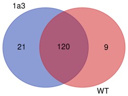 Number of shared SNPs between the samples.