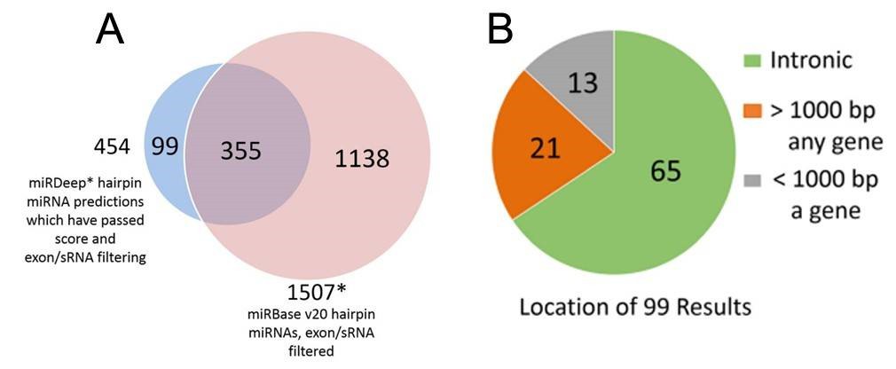 Figure 2. Comparison of miRDeep* putative miRNAs and miRBase miRNAs (A), and genomic locations of the putative novel miRNAs (B). (Wake et al., 2016)