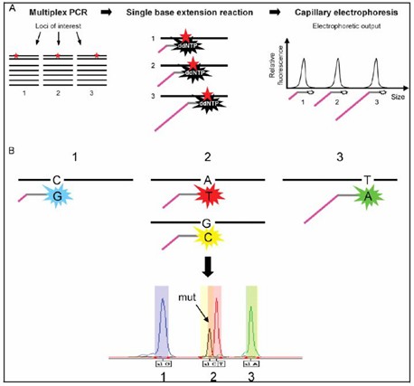 Figure 1. Schematic diagram of the SNaPshot assay principle.