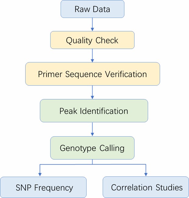 The Data Analysis Pipeline of SNaPshot Genotyping. 