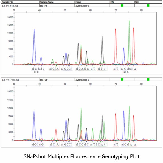 The SNaPshot Genotyping Results Display Figure.